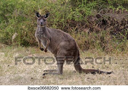 Kangaroo Island kangaroo (Macropus fuliginosus fuliginosus), adult, alert, Kangaroo Island, South Australia, Australia, Oceania View Large Photo Image Stock Image - Kangaroo Island kangaroo (Macropus fuliginosus fuliginosus), adult, alert, Kangaroo Island, South Australia, Australia, Oceania. Fotosearch