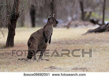 Kangaroo Island kangaroo (Macropus fuliginosus fuliginosus), adult, alert, Kangaroo Island, South Australia, Australia, Oceania View Large Photo Image Stock Image - Kangaroo Island kangaroo (Macropus fuliginosus fuliginosus), adult, alert, Kangaroo Island, South Australia, Australia, Oceania. Fotosearch