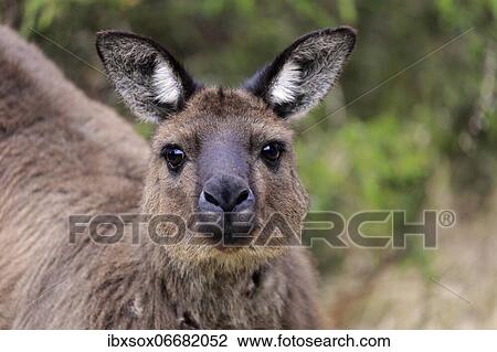 Kangaroo Island Kangaroo (Macropus fuliginosus fuliginosus), adult, portrait, Kangaroo Island, South Australia, Australia, Oceania View Large Photo Image Stock Image - Kangaroo Island Kangaroo (Macropus fuliginosus fuliginosus), adult, portrait, Kangaroo Island, South Australia, Australia, Oceania. Fotosearch