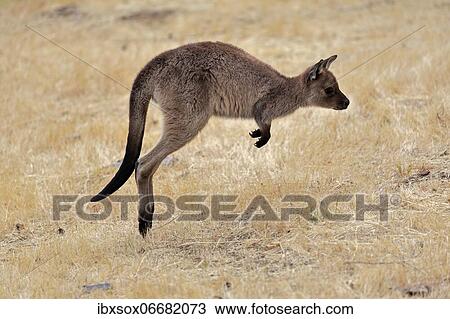Stock Image - Kangaroo Island kangaroo (Macropus fuliginosus fuliginosus), juvenile, jumping, Kangaroo Island, South Australia, Australia, Oceania. Fotosearch