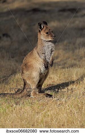 Kangaroo Island kangaroo (Macropus fuliginosus fuliginosus), juvenile, alert, Kangaroo Island, South Australia, Australia, Oceania View Large Photo Image Stock Image - Kangaroo Island kangaroo (Macropus fuliginosus fuliginosus), juvenile, alert, Kangaroo Island, South Australia, Australia, Oceania. Fotosearch