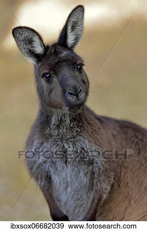 Kangaroo Island Kangaroo (Macropus fuliginosus fuliginosus), adult, portrait, Kangaroo Island, South Australia, Australia, Oceania View Large Photo Image Stock Photo - Kangaroo Island Kangaroo (Macropus fuliginosus fuliginosus), adult, portrait, Kangaroo Island, South Australia, Australia, Oceania. Fotosearch