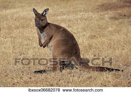 Kangaroo Island kangaroo (Macropus fuliginosus fuliginosus), juvenile, alert, Kangaroo Island, South Australia, Australia, Oceania View Large Photo Image Stock Photo - Kangaroo Island kangaroo (Macropus fuliginosus fuliginosus), juvenile, alert, Kangaroo Island, South Australia, Australia, Oceania. Fotosearch