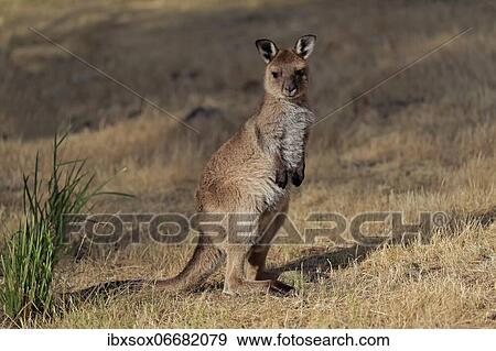Kangaroo Island kangaroo (Macropus fuliginosus fuliginosus), juvenile, alert, Kangaroo Island, South Australia, Australia, Oceania View Large Photo Image Stock Photo - Kangaroo Island kangaroo (Macropus fuliginosus fuliginosus), juvenile, alert, Kangaroo Island, South Australia, Australia, Oceania. Fotosearch