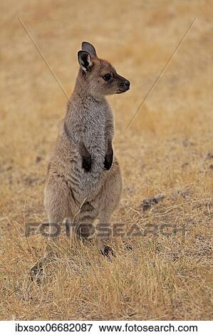 Kangaroo Island kangaroo (Macropus fuliginosus fuliginosus), juvenile, alert, Kangaroo Island, South Australia, Australia, Oceania View Large Photo Image Stock Photo - Kangaroo Island kangaroo (Macropus fuliginosus fuliginosus), juvenile, alert, Kangaroo Island, South Australia, Australia, Oceania. Fotosearch