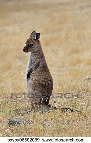 Kangaroo Island kangaroo (Macropus fuliginosus fuliginosus), juvenile, alert, Kangaroo Island, South Australia, Australia, Oceania View Large Photo Image Stock Photo - Kangaroo Island kangaroo (Macropus fuliginosus fuliginosus), juvenile, alert, Kangaroo Island, South Australia, Australia, Oceania. Fotosearch