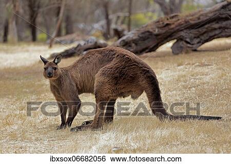 Kangaroo Island kangaroo (Macropus fuliginosus fuliginosus), adult, male, alert, Kangaroo Island, South Australia, Australia, Oceania View Large Photo Image Stock Photograph - Kangaroo Island kangaroo (Macropus fuliginosus fuliginosus), adult, male, alert, Kangaroo Island, South Australia, Australia, Oceania. Fotosearch