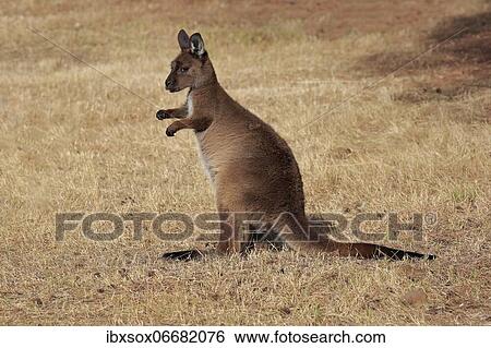 Kangaroo Island kangaroo (Macropus fuliginosus fuliginosus), juvenile, alert, Kangaroo Island, South Australia, Australia, Oceania View Large Photo Image Stock Photograph - Kangaroo Island kangaroo (Macropus fuliginosus fuliginosus), juvenile, alert, Kangaroo Island, South Australia, Australia, Oceania. Fotosearch