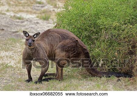 Stock Photography - Kangaroo Island kangaroo (Macropus fuliginosus fuliginosus), adult, male, alert, Kangaroo Island, South Australia, Australia, Oceania. Fotosearch
