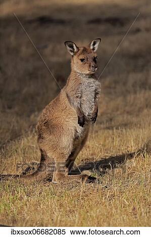 Kangaroo Island kangaroo (Macropus fuliginosus fuliginosus), juvenile, alert, Kangaroo Island, South Australia, Australia, Oceania View Large Photo Image Stock Photography - Kangaroo Island kangaroo (Macropus fuliginosus fuliginosus), juvenile, alert, Kangaroo Island, South Australia, Australia, Oceania. Fotosearch