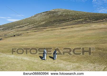 King penguins (Aptenodytes patagonicus), Saunders island, Falklands, South America View Large Photo Image Picture - King penguins (Aptenodytes patagonicus), Saunders island, Falklands, South America. Fotosearch