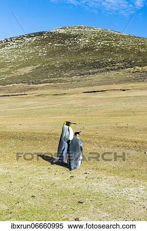 King penguins (Aptenodytes patagonicus), Saunders island, Falklands, South America View Large Photo Image Stock Photography - King penguins (Aptenodytes patagonicus), Saunders island, Falklands, South America. Fotosearch