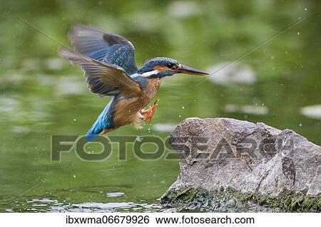 Kingfisher (Alcedo atthis) on landing approach to a stone, Hesse, Germany, Europe View Large Photo Image Stock Photograph - Kingfisher (Alcedo atthis) on landing approach to a stone, Hesse, Germany, Europe. Fotosearch