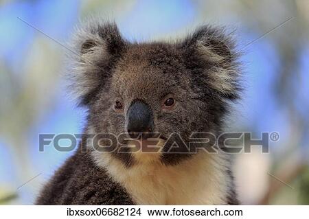 Koala (Phascolarctos cinereus), adult, portrait, Kangaroo Island Wildlife Park, Parndana, Kangaroo Island, South Australia, Australia, Oceania View Large Photo Image Picture - Koala (Phascolarctos cinereus), adult, portrait, Kangaroo Island Wildlife Park, Parndana, Kangaroo Island, South Australia, Australia, Oceania. Fotosearch
