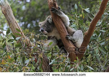Koala (Phascolarctos cinereus), adult, feeding, sitting in tree, Kangaroo Island Wildlife Park, Parndana, Kangaroo Island, South Australia, Australia, Oceania View Large Photo Image Picture - Koala (Phascolarctos cinereus), adult, feeding, sitting in tree, Kangaroo Island Wildlife Park, Parndana, Kangaroo Island, South Australia, Australia, Oceania. Fotosearch