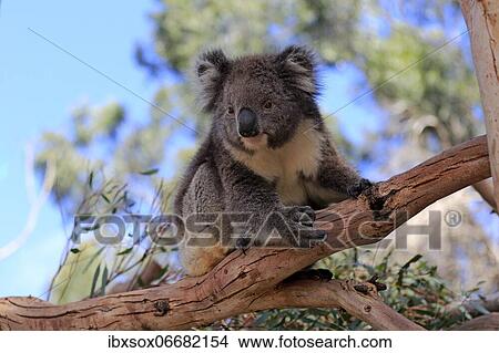 Koala (Phascolarctos cinereus), adult, on tree, Kangaroo Island Wildlife Park, Parndana, Kangaroo Island, South Australia, Australia, Oceania View Large Photo Image Picture - Koala (Phascolarctos cinereus), adult, on tree, Kangaroo Island Wildlife Park, Parndana, Kangaroo Island, South Australia, Australia, Oceania. Fotosearch