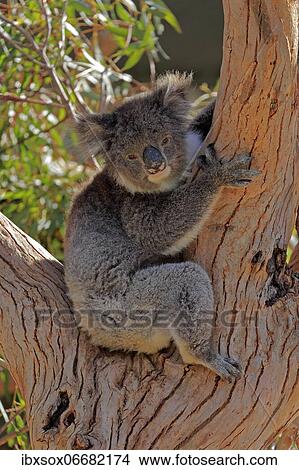 Koala (Phascolarctos cinereus), adult, sitting in branch fork, Kangaroo Island Wildlife Park, Parndana, Kangaroo Island, South Australia, Australia, Oceania View Large Photo Image Picture - Koala (Phascolarctos cinereus), adult, sitting in branch fork, Kangaroo Island Wildlife Park, Parndana, Kangaroo Island, South Australia, Australia, Oceania. Fotosearch