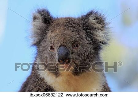 Stock Image - Koala (Phascolarctos cinereus), adult, portrait, Kangaroo Island Wildlife Park, Parndana, Kangaroo Island, South Australia, Australia, Oceania. Fotosearch