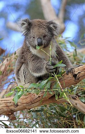 Koala (Phascolarctos cinereus), adult, feeding, on tree, Kangaroo Island Wildlife Park, Parndana, Kangaroo Island, South Australia, Australia, Oceania View Large Photo Image Stock Image - Koala (Phascolarctos cinereus), adult, feeding, on tree, Kangaroo Island Wildlife Park, Parndana, Kangaroo Island, South Australia, Australia, Oceania. Fotosearch