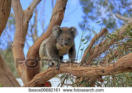 Koala (Phascolarctos cinereus), adult, climbing tree, Kangaroo Island Wildlife Park, Parndana, Kangaroo Island, South Australia, Australia, Oceania View Large Photo Image Stock Image - Koala (Phascolarctos cinereus), adult, climbing tree, Kangaroo Island Wildlife Park, Parndana, Kangaroo Island, South Australia, Australia, Oceania. Fotosearch