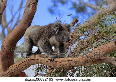 Koala (Phascolarctos cinereus), adult, climbing tree, Kangaroo Island Wildlife Park, Parndana, Kangaroo Island, South Australia, Australia, Oceania View Large Photo Image Stock Image - Koala (Phascolarctos cinereus), adult, climbing tree, Kangaroo Island Wildlife Park, Parndana, Kangaroo Island, South Australia, Australia, Oceania. Fotosearch