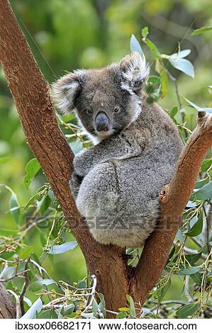 Koala (Phascolarctos cinereus), adult, on tree, Kangaroo Island Wildlife Park, Parndana, Kangaroo Island, South Australia, Australia, Oceania View Large Photo Image Stock Image - Koala (Phascolarctos cinereus), adult, on tree, Kangaroo Island Wildlife Park, Parndana, Kangaroo Island, South Australia, Australia, Oceania. Fotosearch