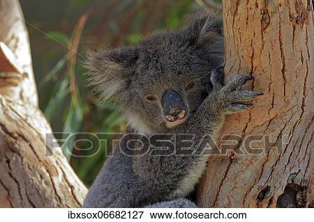 Koala (Phascolarctos cinereus), adult, portrait, sitting in tree, Kangaroo Island Wildlife Park, Parndana, Kangaroo Island, South Australia, Australia, Oceania View Large Photo Image Stock Photo - Koala (Phascolarctos cinereus), adult, portrait, sitting in tree, Kangaroo Island Wildlife Park, Parndana, Kangaroo Island, South Australia, Australia, Oceania. Fotosearch