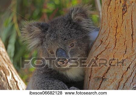 Koala (Phascolarctos cinereus), adult, portrait, sitting in tree, Kangaroo Island Wildlife Park, Parndana, Kangaroo Island, South Australia, Australia, Oceania View Large Photo Image Stock Photo - Koala (Phascolarctos cinereus), adult, portrait, sitting in tree, Kangaroo Island Wildlife Park, Parndana, Kangaroo Island, South Australia, Australia, Oceania. Fotosearch