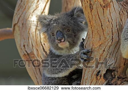 Koala (Phascolarctos cinereus), adult, portrait, sitting in tree, Kangaroo Island Wildlife Park, Parndana, Kangaroo Island, South Australia, Australia, Oceania View Large Photo Image Stock Photo - Koala (Phascolarctos cinereus), adult, portrait, sitting in tree, Kangaroo Island Wildlife Park, Parndana, Kangaroo Island, South Australia, Australia, Oceania. Fotosearch
