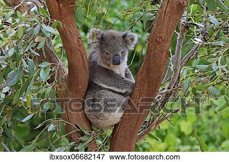 Koala (Phascolarctos cinereus), adult, on tree, Kangaroo Island Wildlife Park, Parndana, Kangaroo Island, South Australia, Australia, Oceania View Large Photo Image Stock Photo - Koala (Phascolarctos cinereus), adult, on tree, Kangaroo Island Wildlife Park, Parndana, Kangaroo Island, South Australia, Australia, Oceania. Fotosearch