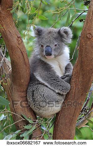 Koala (Phascolarctos cinereus), adult, on tree, Kangaroo Island Wildlife Park, Parndana, Kangaroo Island, South Australia, Australia, Oceania View Large Photo Image Stock Photo - Koala (Phascolarctos cinereus), adult, on tree, Kangaroo Island Wildlife Park, Parndana, Kangaroo Island, South Australia, Australia, Oceania. Fotosearch