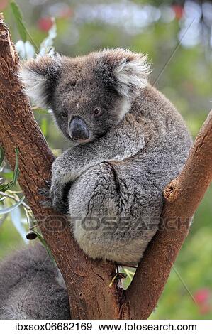 Koala (Phascolarctos cinereus), adult, on tree, Kangaroo Island Wildlife Park, Parndana, Kangaroo Island, South Australia, Australia, Oceania View Large Photo Image Stock Photo - Koala (Phascolarctos cinereus), adult, on tree, Kangaroo Island Wildlife Park, Parndana, Kangaroo Island, South Australia, Australia, Oceania. Fotosearch