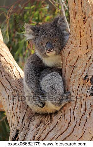 Koala (Phascolarctos cinereus), adult, sitting in branch fork, Kangaroo Island Wildlife Park, Parndana, Kangaroo Island, South Australia, Australia, Oceania View Large Photo Image Stock Photo - Koala (Phascolarctos cinereus), adult, sitting in branch fork, Kangaroo Island Wildlife Park, Parndana, Kangaroo Island, South Australia, Australia, Oceania. Fotosearch