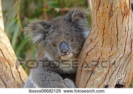 Koala (Phascolarctos cinereus), adult, portrait, sitting in tree, Kangaroo Island Wildlife Park, Parndana, Kangaroo Island, South Australia, Australia, Oceania View Large Photo Image Stock Photograph - Koala (Phascolarctos cinereus), adult, portrait, sitting in tree, Kangaroo Island Wildlife Park, Parndana, Kangaroo Island, South Australia, Australia, Oceania. Fotosearch