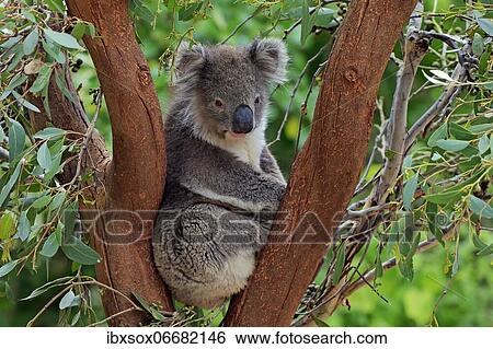 Koala (Phascolarctos cinereus), adult, on tree, Kangaroo Island Wildlife Park, Parndana, Kangaroo Island, South Australia, Australia, Oceania View Large Photo Image Stock Photograph - Koala (Phascolarctos cinereus), adult, on tree, Kangaroo Island Wildlife Park, Parndana, Kangaroo Island, South Australia, Australia, Oceania. Fotosearch