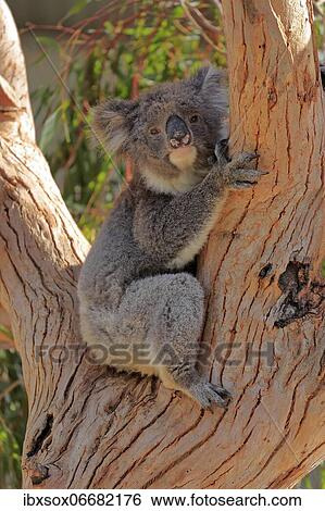 Koala (Phascolarctos cinereus), adult, sitting in branch fork, Kangaroo Island Wildlife Park, Parndana, Kangaroo Island, South Australia, Australia, Oceania View Large Photo Image Stock Photograph - Koala (Phascolarctos cinereus), adult, sitting in branch fork, Kangaroo Island Wildlife Park, Parndana, Kangaroo Island, South Australia, Australia, Oceania. Fotosearch
