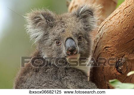 Koala (Phascolarctos cinereus), adult, portrait, on tree, Kangaroo Island Wildlife Park, Parndana, Kangaroo Island, South Australia, Australia, Oceania View Large Photo Image Stock Photography - Koala (Phascolarctos cinereus), adult, portrait, on tree, Kangaroo Island Wildlife Park, Parndana, Kangaroo Island, South Australia, Australia, Oceania. Fotosearch