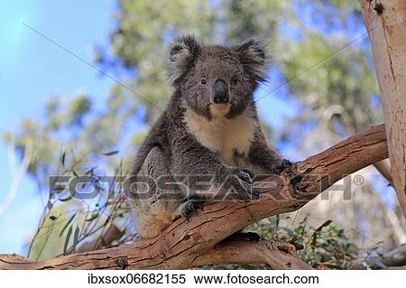 Koala (Phascolarctos cinereus), adult, on tree, Kangaroo Island Wildlife Park, Parndana, Kangaroo Island, South Australia, Australia, Oceania View Large Photo Image Stock Photography - Koala (Phascolarctos cinereus), adult, on tree, Kangaroo Island Wildlife Park, Parndana, Kangaroo Island, South Australia, Australia, Oceania. Fotosearch