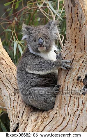 Koala (Phascolarctos cinereus), adult, sitting in branch fork, Kangaroo Island Wildlife Park, Parndana, Kangaroo Island, South Australia, Australia, Oceania View Large Photo Image Stock Photography - Koala (Phascolarctos cinereus), adult, sitting in branch fork, Kangaroo Island Wildlife Park, Parndana, Kangaroo Island, South Australia, Australia, Oceania. Fotosearch