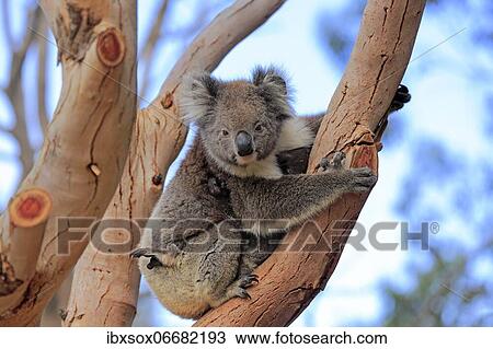 Koala (Phascolarctos cinereus), mother with young sitting on tree, Kangaroo Island Wildlife Park, Parndana, Kangaroo Island, South Australia, Australia, Oceania View Large Photo Image Stock Image - Koala (Phascolarctos cinereus), mother with young sitting on tree, Kangaroo Island Wildlife Park, Parndana, Kangaroo Island, South Australia, Australia, Oceania. Fotosearch