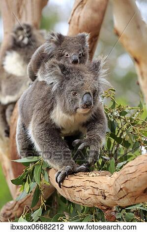 Koalas (Phascolarctos cinereus), mother with young on her back running on branch, social behaviour, Kangaroo Island Wildlife Park, Parndana, Kangaroo Island, South Australia, Australia, Oceania View Large Photo Image Stock Image - Koalas (Phascolarctos cinereus), mother with young on her back running on branch, social behaviour, Kangaroo Island Wildlife Park, Parndana, Kangaroo Island, South Australia, Australia, Oceania. Fotosearch