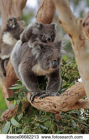 Koalas (Phascolarctos cinereus), mother with young on her back running on branch, social behaviour, Kangaroo Island Wildlife Park, Parndana, Kangaroo Island, South Australia, Australia, Oceania View Large Photo Image Stock Image - Koalas (Phascolarctos cinereus), mother with young on her back running on branch, social behaviour, Kangaroo Island Wildlife Park, Parndana, Kangaroo Island, South Australia, Australia, Oceania. Fotosearch