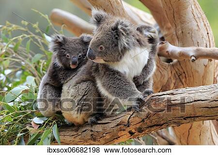 Stock Photo - Koalas (Phascolarctos cinereus), mother with young sitting on tree, social behaviour, Parndana, Kangaroo Island, South Australia, Australia, Oceania. Fotosearch