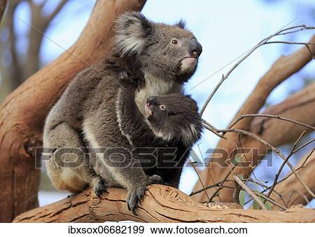 Koalas (Phascolarctos cinereus), mother with young sitting on tree, social behaviour, Parndana, Kangaroo Island, South Australia, Australia, Oceania View Large Photo Image Stock Photo - Koalas (Phascolarctos cinereus), mother with young sitting on tree, social behaviour, Parndana, Kangaroo Island, South Australia, Australia, Oceania. Fotosearch