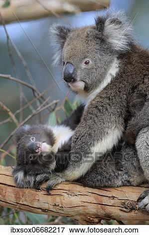 Koalas (Phascolarctos cinereus), mother with young sitting on branch, social behaviour, Kangaroo Island Wildlife Park, Parndana, Kangaroo Island, South Australia, Australia, Oceania View Large Photo Image Stock Photo - Koalas (Phascolarctos cinereus), mother with young sitting on branch, social behaviour, Kangaroo Island Wildlife Park, Parndana, Kangaroo Island, South Australia, Australia, Oceania. Fotosearch