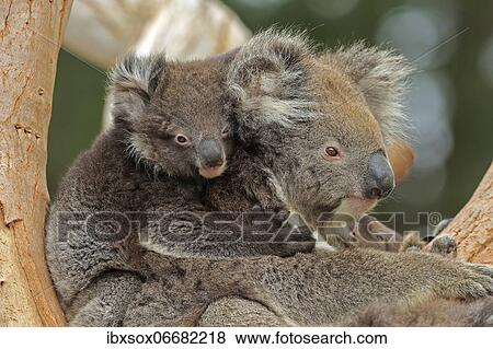 Koalas (Phascolarctos cinereus), mother with young on tree, social behaviour, portrait, Parndana, Kangaroo Island, South Australia, Australia, Oceania View Large Photo Image Stock Photo - Koalas (Phascolarctos cinereus), mother with young on tree, social behaviour, portrait, Parndana, Kangaroo Island, South Australia, Australia, Oceania. Fotosearch