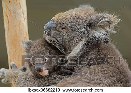 Koalas (Phascolarctos cinereus), mother with young on tree, social behaviour, portrait, Parndana, Kangaroo Island, South Australia, Australia, Oceania View Large Photo Image Stock Photo - Koalas (Phascolarctos cinereus), mother with young on tree, social behaviour, portrait, Parndana, Kangaroo Island, South Australia, Australia, Oceania. Fotosearch