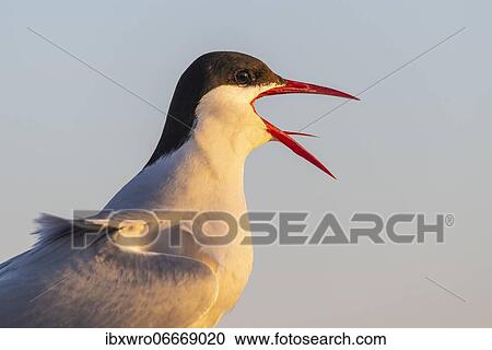 KuCalling Arctic tern (Sterna paradisaea), portrait, Eidersperrwerk, Tönning, Schleswig-Holstein, Germany, Europe View Large Photo Image Stock Image - KuCalling Arctic tern (Sterna paradisaea), portrait, Eidersperrwerk, Tönning, Schleswig-Holstein, Germany, Europe. Fotosearch