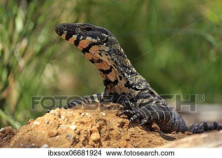 Lace monitor a View Large Photo Image Picture - Lace monitor a. Fotosearch