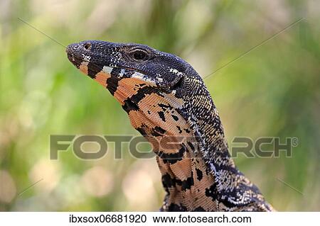Lace monitor a View Large Photo Image Stock Image - Lace monitor a. Fotosearch